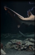 Video 5