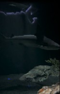 Video 6
