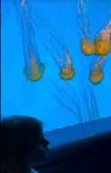 Video 8